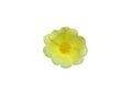 Yellow portulaca flowerÃ¢â¬â¹ isolated on whited background.Ã¢â¬â¹ Royalty Free Stock Photo